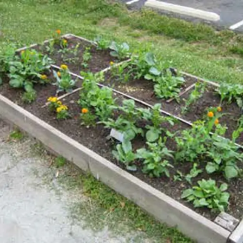 A precedent image for the proposed landscape