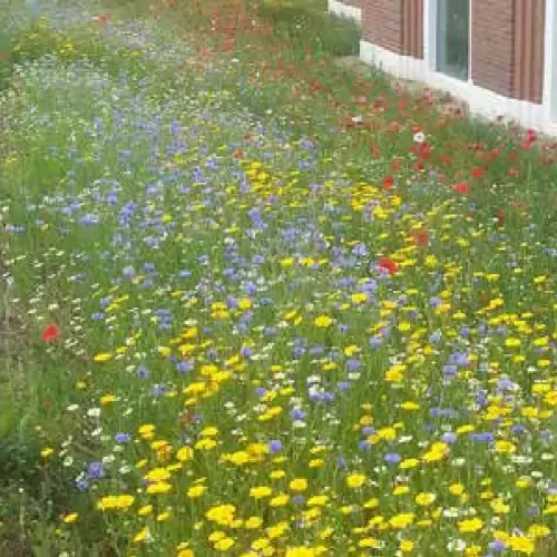 A precedent image for the proposed landscape