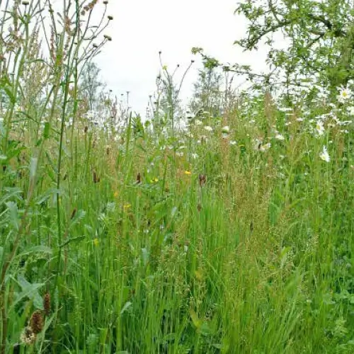 A precedent image for the proposed landscape